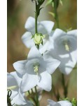 Кампанула/Дзвоники ложечницелиста ‘Джангл Вайт’|Campanula cochleariifolia  ‘Jingle White’|Кампанула/Колокольчики ложечницелиста ‘Джангл Вайт’